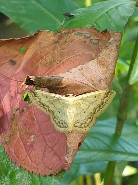 mocsári sávosaraszoló - Idaea biselata