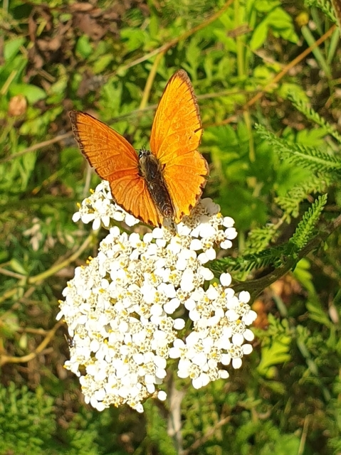 Lycaena virgaureae - arany-tűzlepke