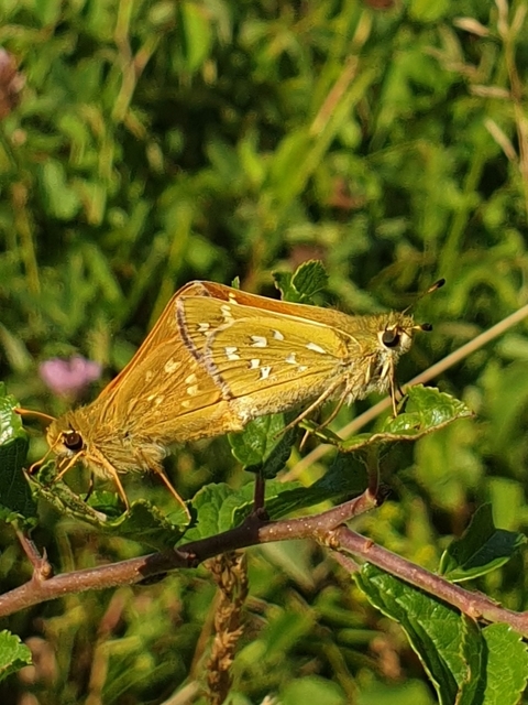 Hesperia comma - vesszős busalepke