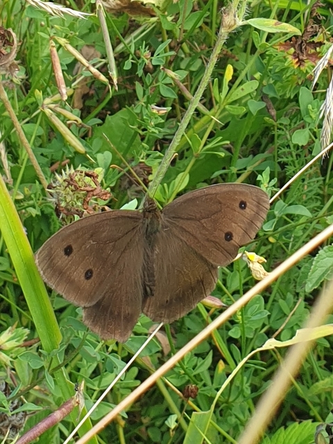 Minois dryas - fekete szemeslepke