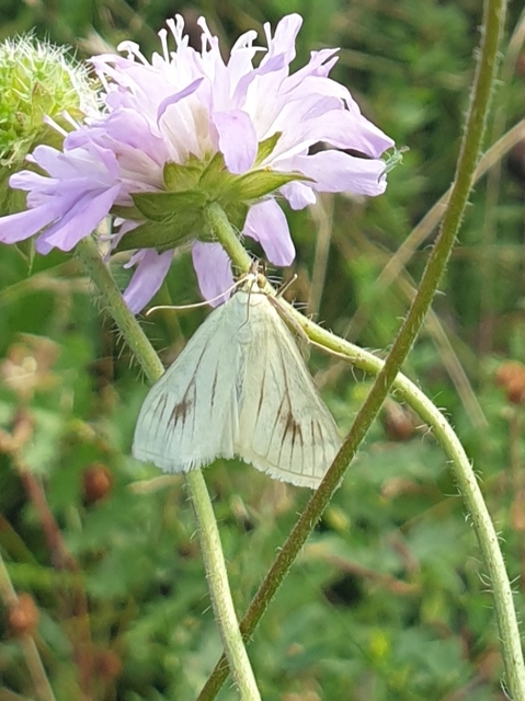 Sitochroa palealis - kénszárnyú dudvamoly
