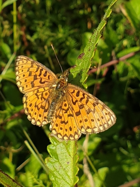 Boloria selene - fakó gyöngyházlepke