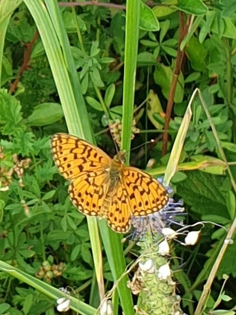 Boloria selene - fakó gyöngyházlepke