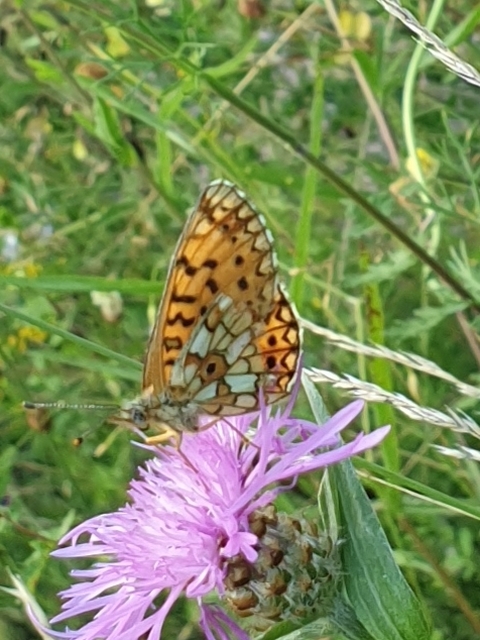 Boloria selene - fakó gyöngyházlepke
