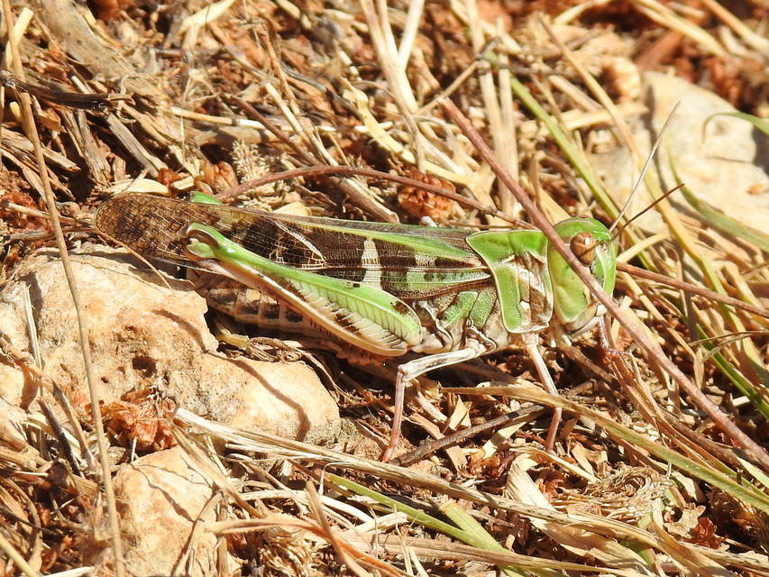 Oedaleus decorus - szalagos sáska