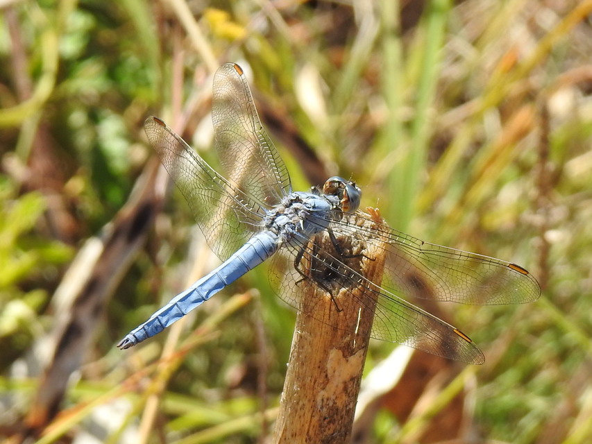 Orthetrum brunneum - pataki pásztorszitakötő
