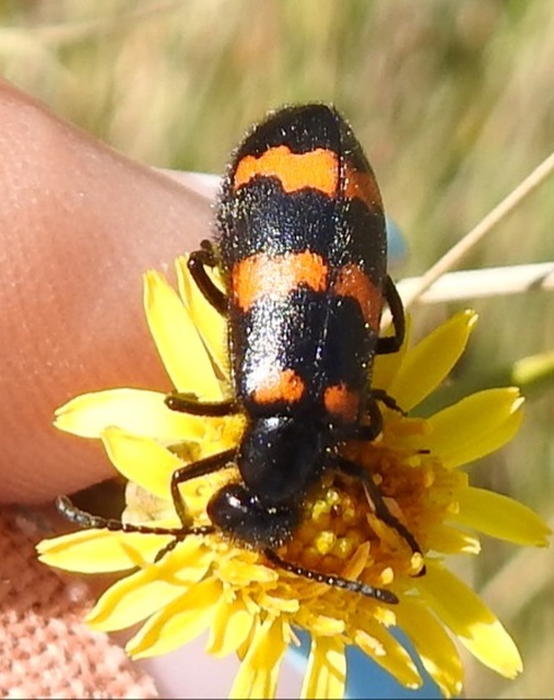 Mylabris variabilis - szalagos hólyaghúzó Mylabris variabilis - szalagos hólyaghúzó