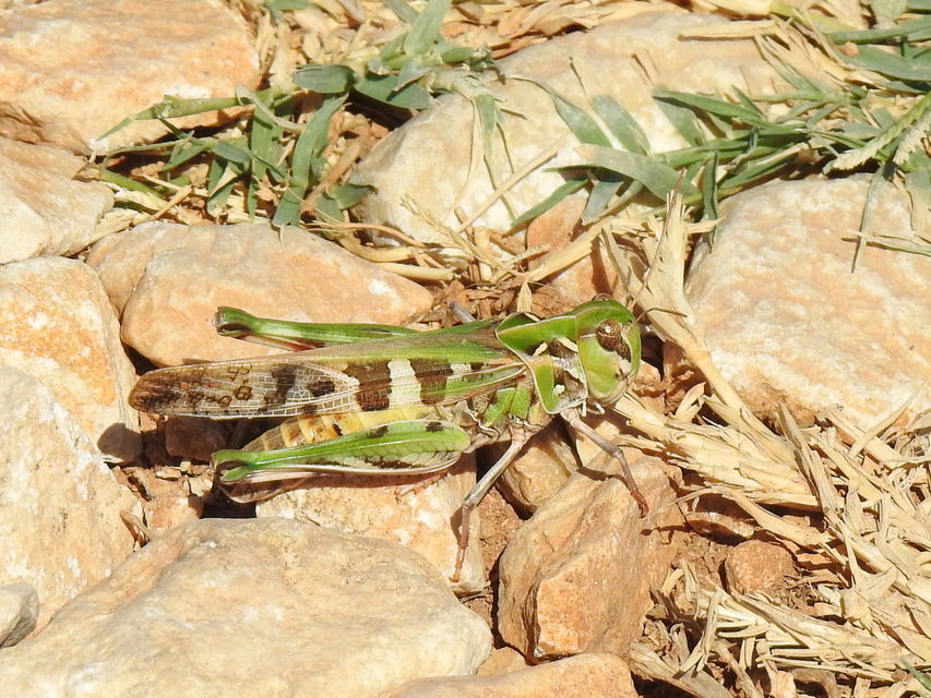 Oedaleus decorus - szalagos sáska