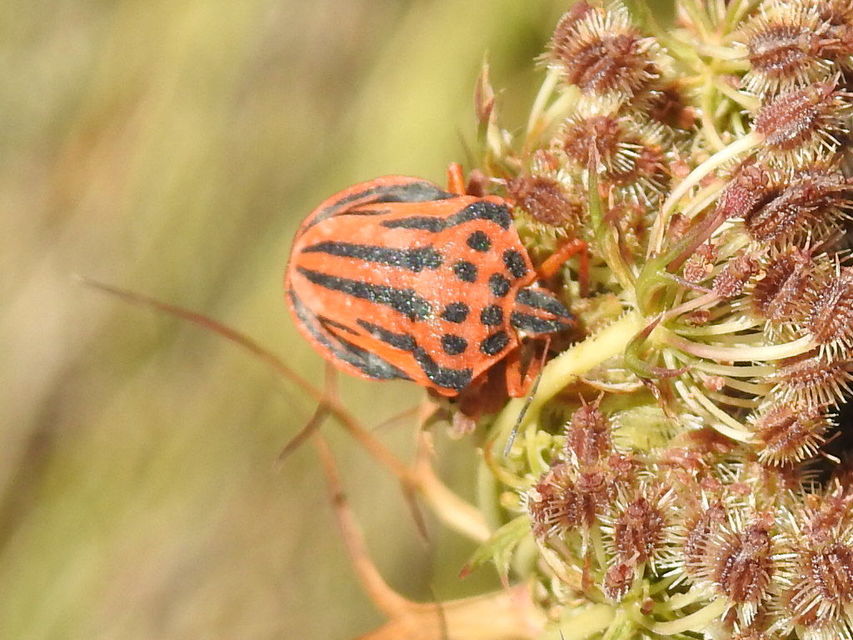 Graphosoma semipunctatum