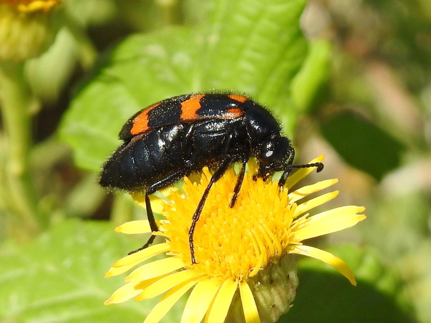 Mylabris variabilis - szalagos hólyaghúzó Mylabris variabilis - szalagos hólyaghúzó