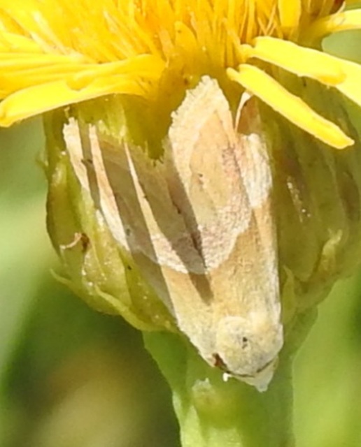 Eublemma