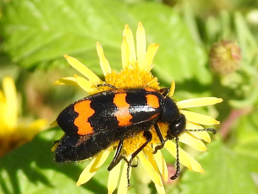 Mylabris variabilis - szalagos hólyaghúzó Mylabris variabilis - szalagos hólyaghúzó