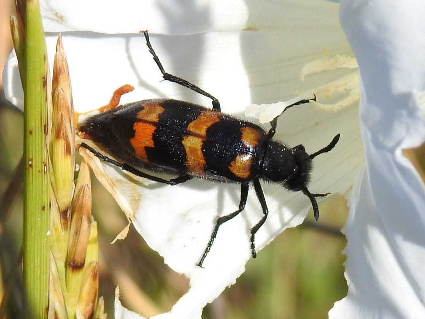 Mylabris variabilis - szalagos hólyaghúzó Mylabris variabilis - szalagos hólyaghúzó