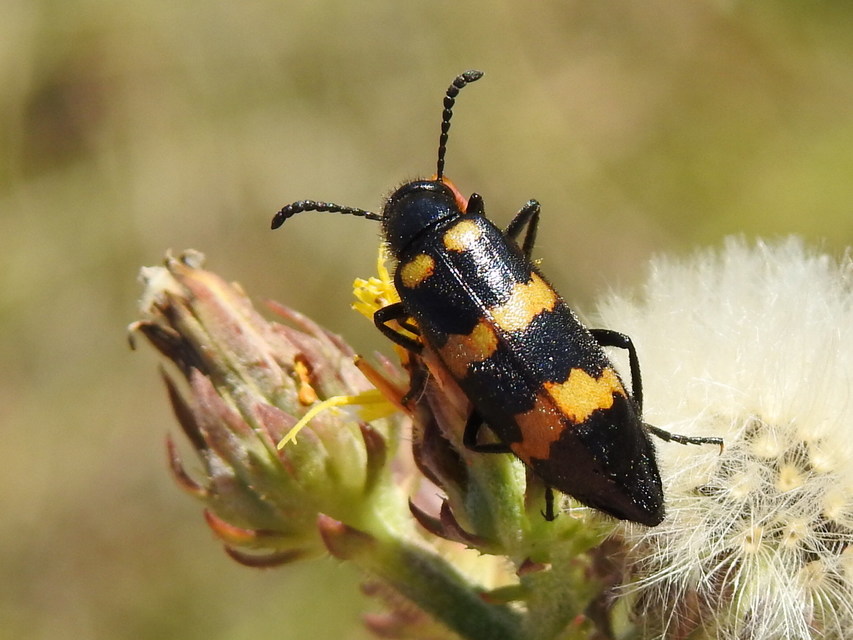 Mylabris variabilis - szalagos hólyaghúzó