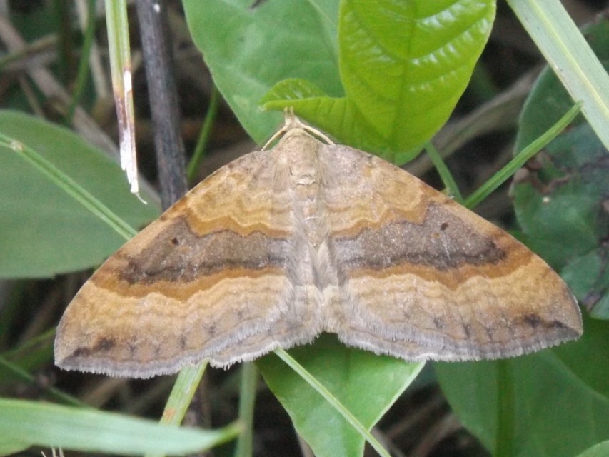 Scotopteryx chenopodiata - libatop-araszoló