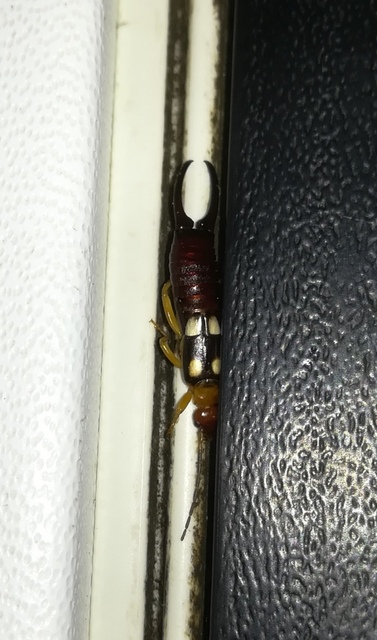 Forficula smyrnensis - szmirnai fülbemászó