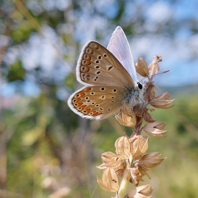 Polyommatus thersites - ibolyaszín boglárka