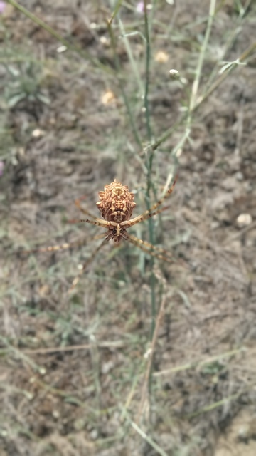 Argiope lobata - karéjos keresztespók