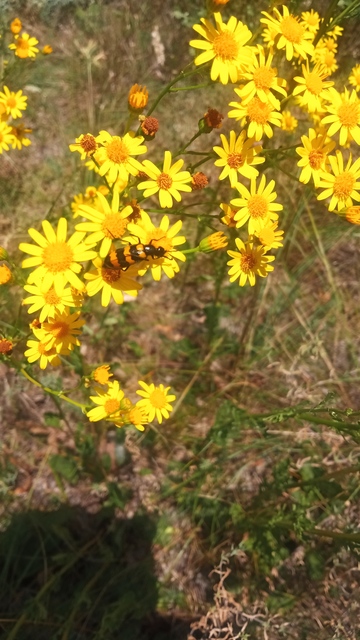 Mylabris variabilis - szalagos hólyaghúzó