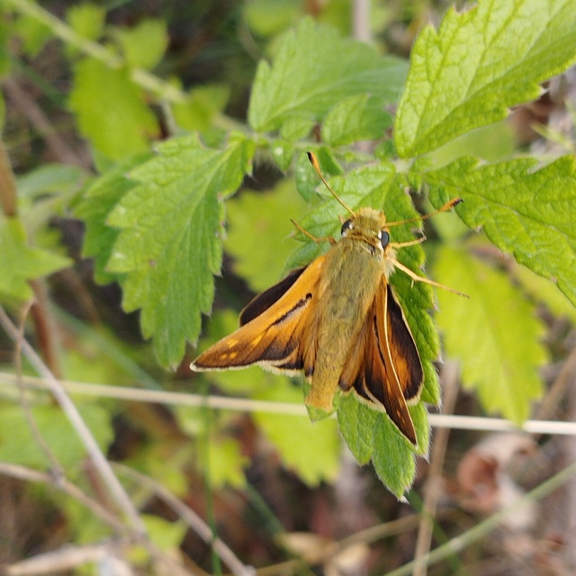 Hesperia comma - vesszős busalepke