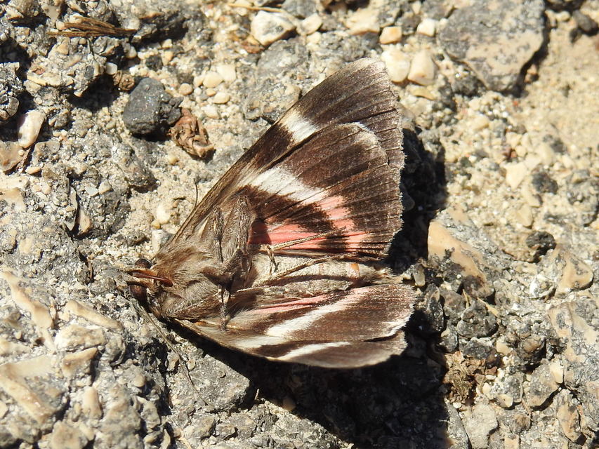 bordó övesbagoly - Catocala coniuncta
