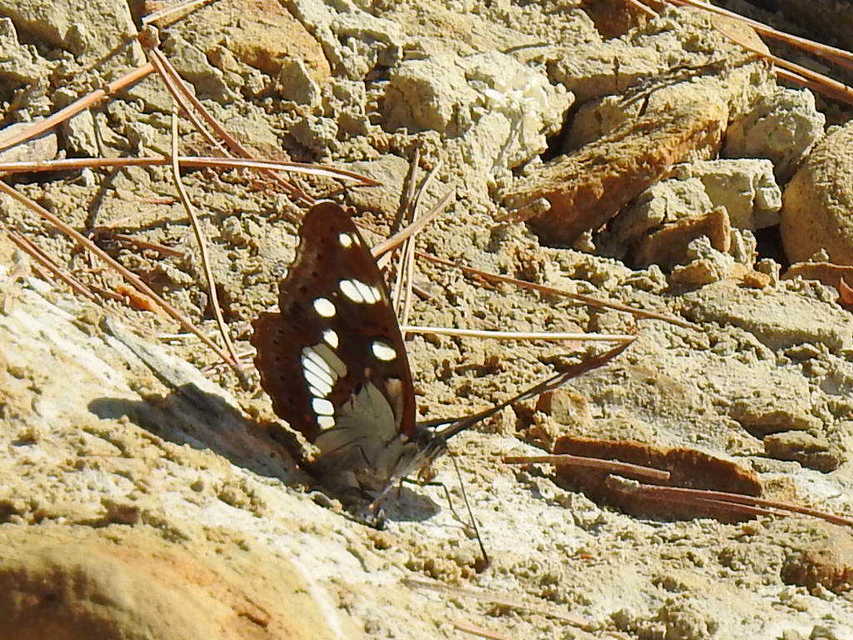 Limenitis reducta - kék lonclepke
