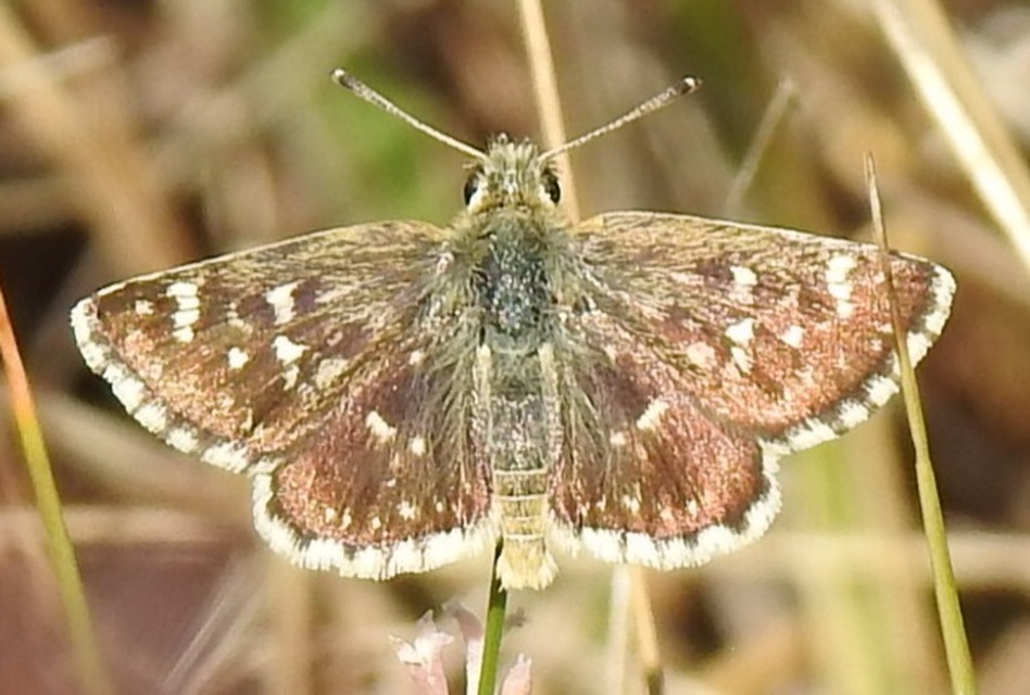 Spialia orbifer - törpe busalepke