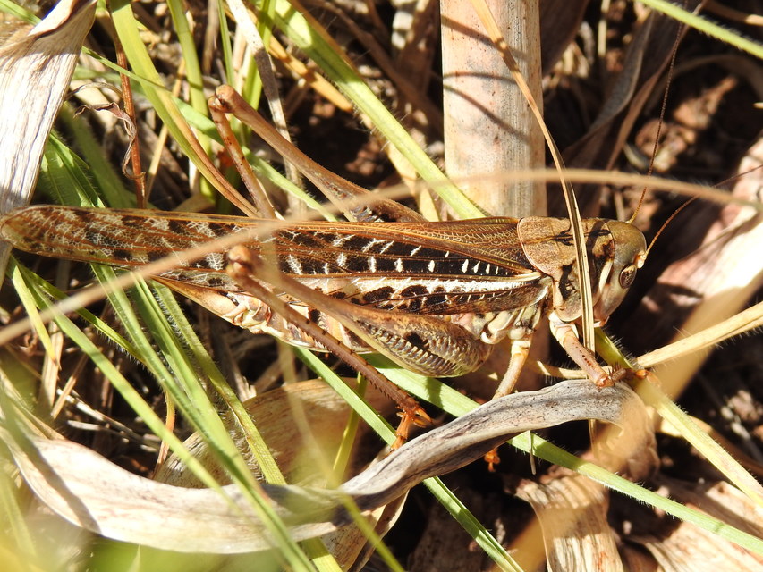 Decticus albifrons