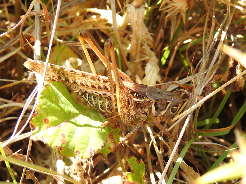 Decticus albifrons