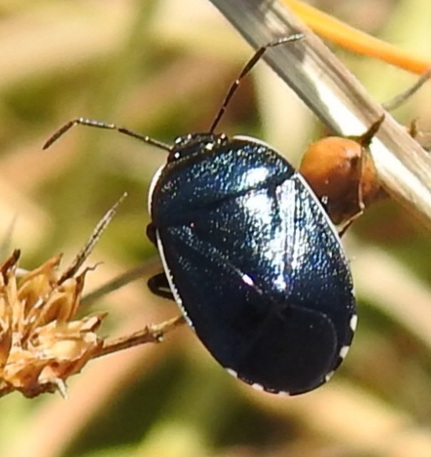 Canthophorus