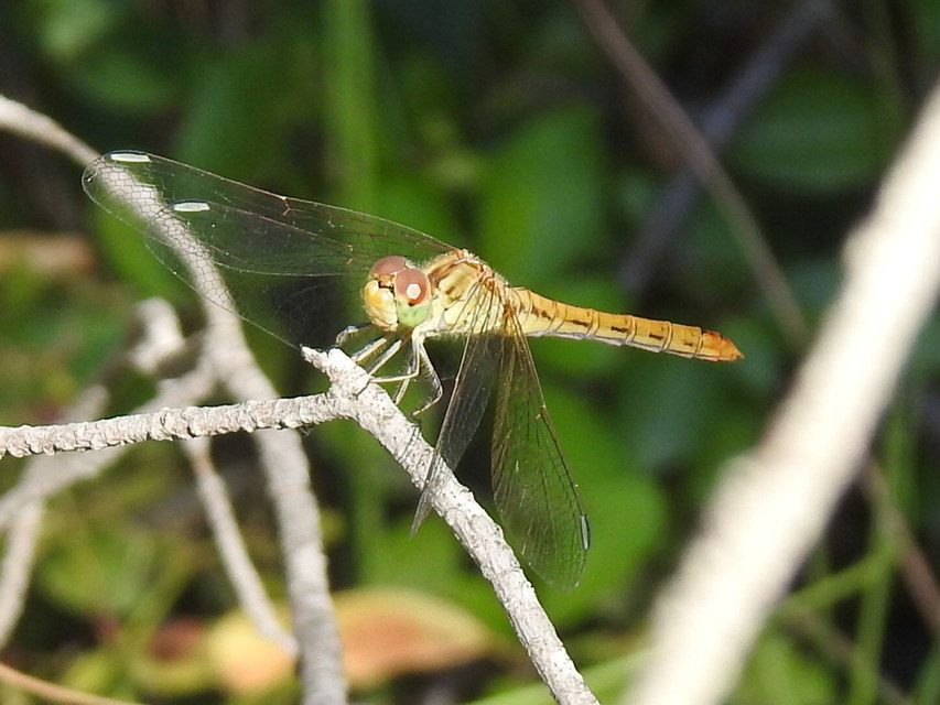 Sympetrum meridionale - fakó katona-szitakötő