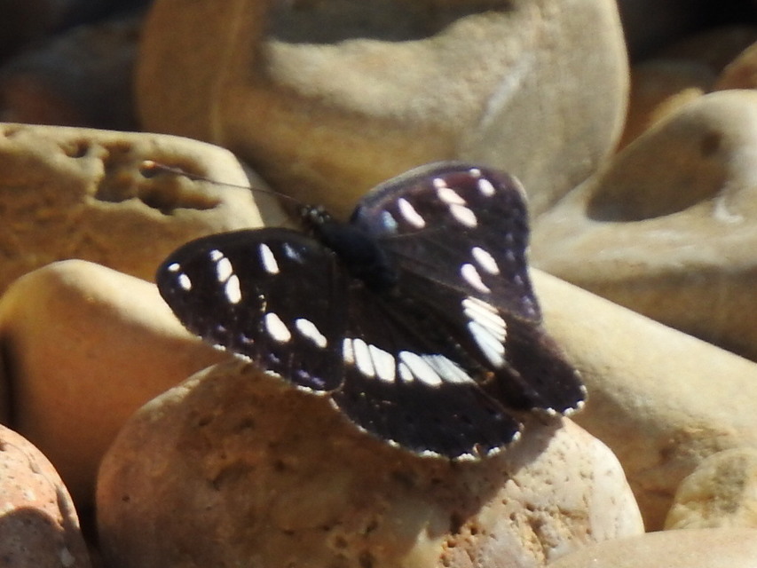 Limenitis reducta - kék lonclepke