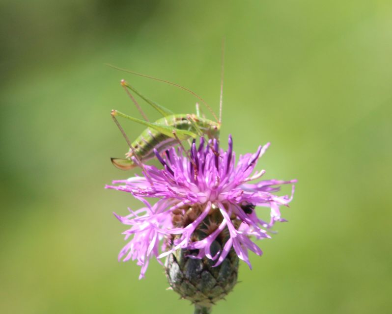 Leptophyes albovittata - közönséges virágszöcske