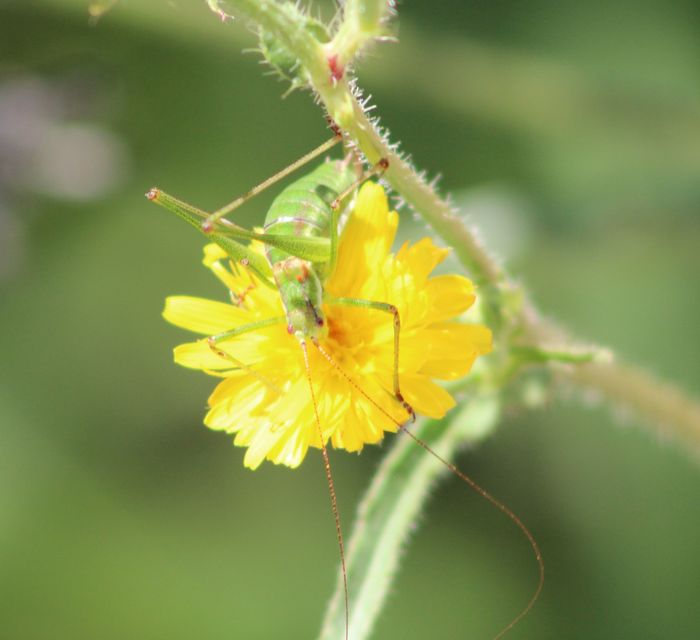 Leptophyes albovittata - közönséges virágszöcske