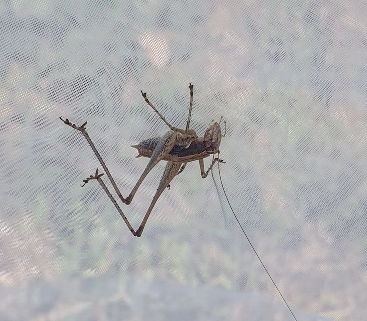Pholidoptera griseoaptera - szürke avarszöcske