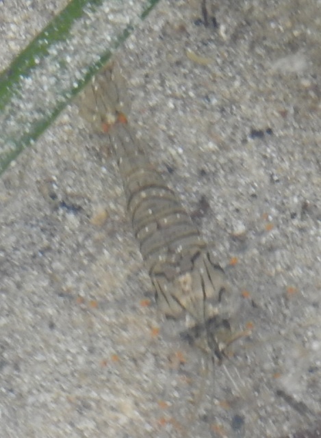 Crustacea - Rákok