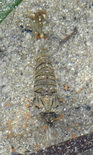 Crustacea - Rákok