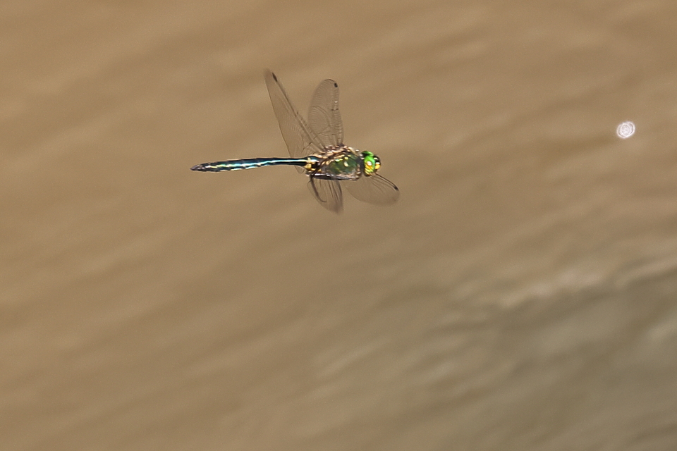 Somatochlora meridionalis - déli smaragdszitakötő