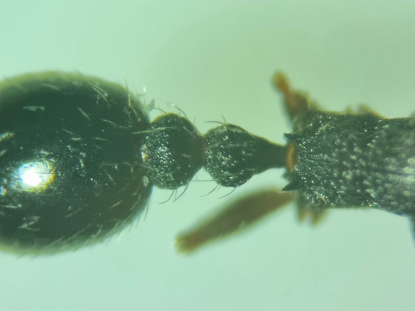 Tetramorium moravicum - morva gyepihangya
