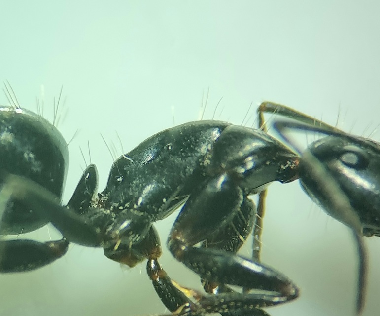 Camponotus aethiops - szőrös lóhangya