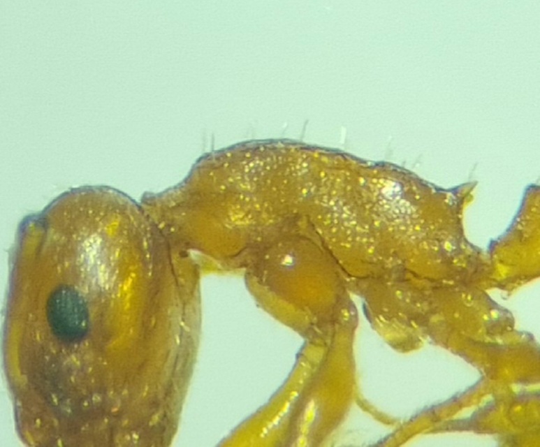 Temnothorax unifasciatus - gyűrűs kéreghangya
