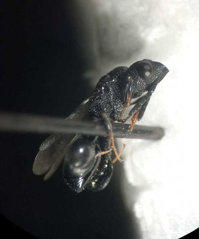 Dirhinus hesperidum