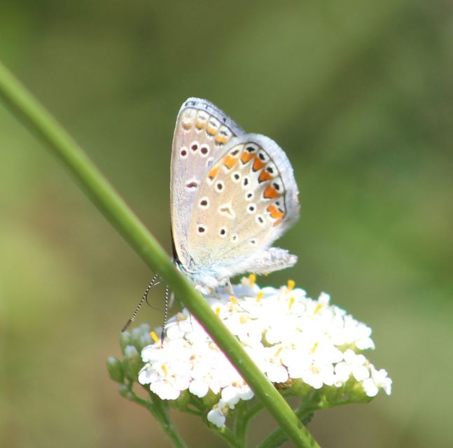 Polyommatus thersites - ibolyaszín boglárka