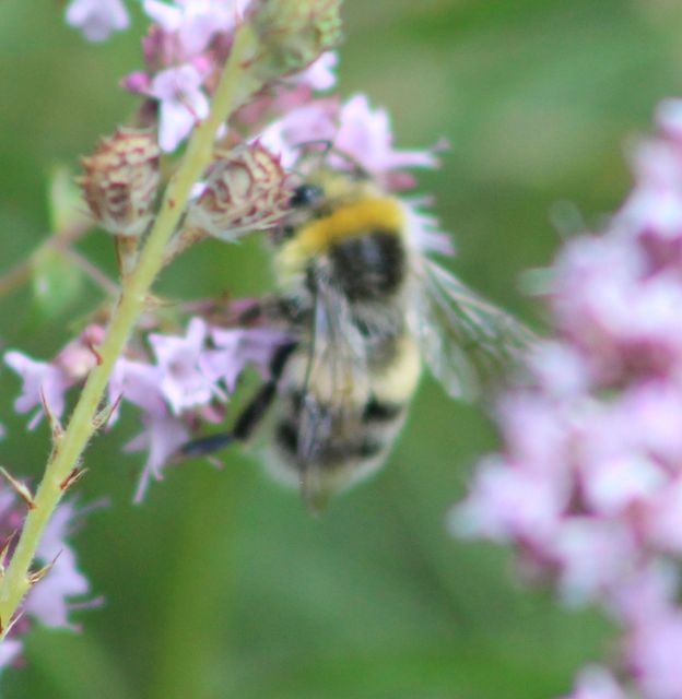 Bombus lucorum