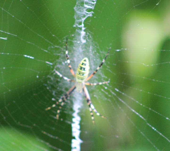 Argiope bruennichi - darázspók