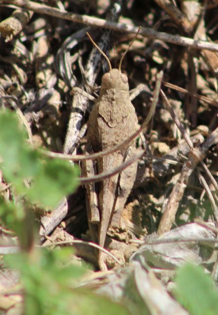 Oedipoda caerulescens - kékszárnyú sáska
