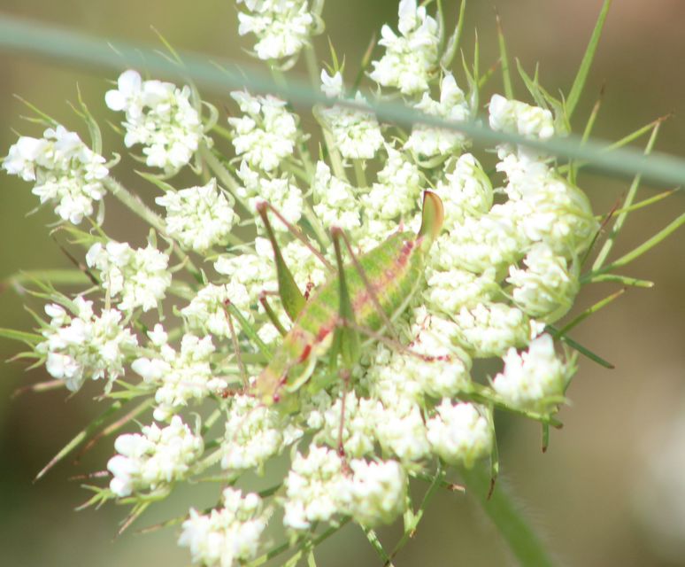 Leptophyes albovittata - közönséges virágszöcske