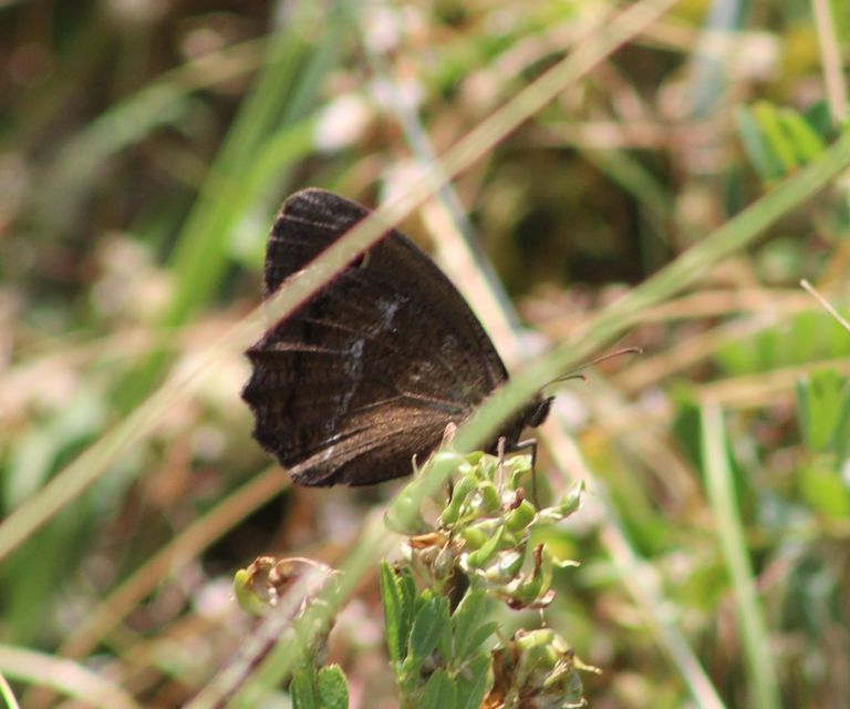 Minois dryas - fekete szemeslepke
