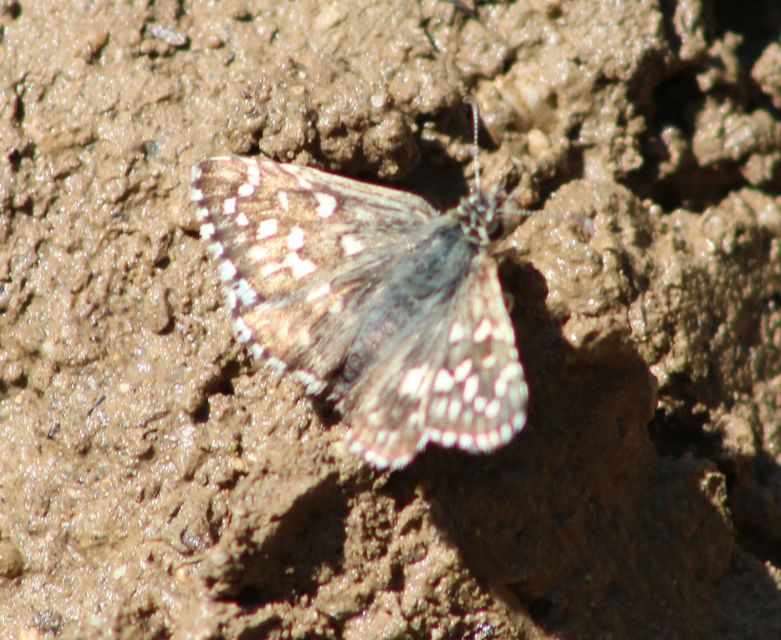 Pyrgus armoricanus - feles busalepke