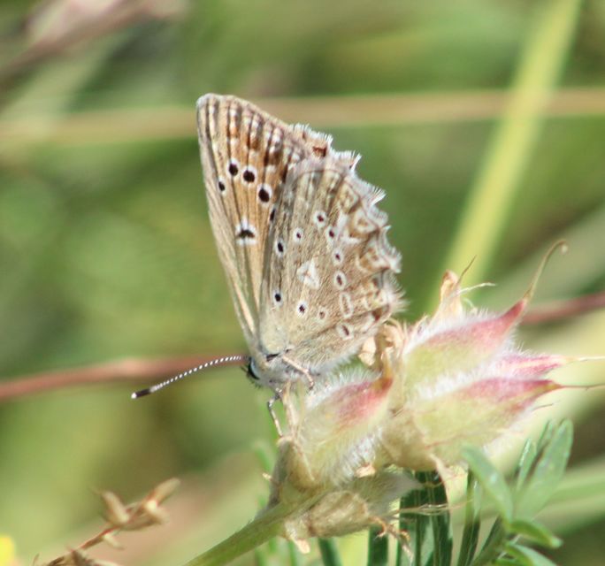 Polyommatus daphnis - csipkés boglárka